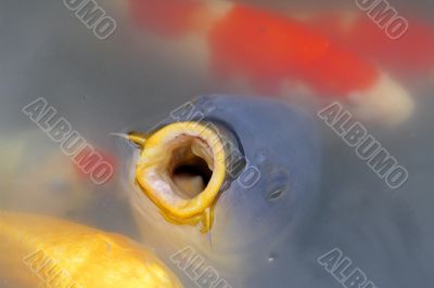 Hungry carp