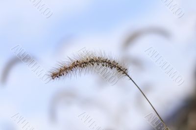 Abstract field