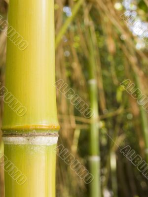 Stalk of a bamboo tree