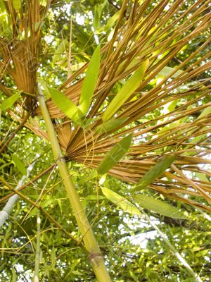 bamboo wood