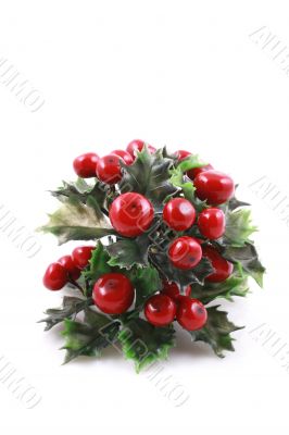 Christmas evergreen