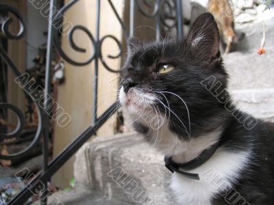 Portrait of a cat