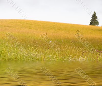 Gold meadow and pond