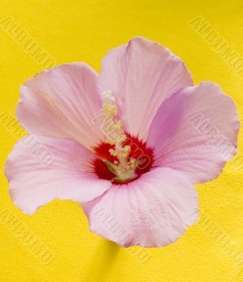 Pink flower mallow