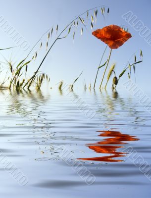 Flower of a poppy