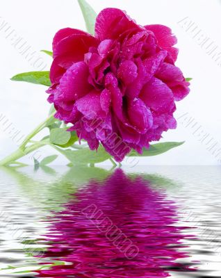 Red peony after a rain