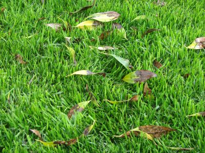 Green grass and leaves