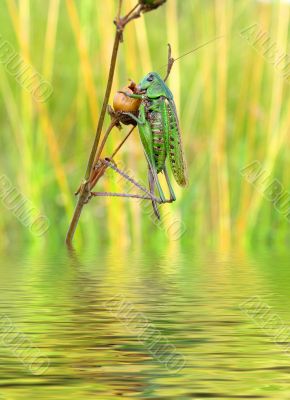  locust