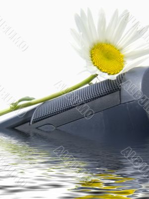 Flowers of a camomile on E-Mail