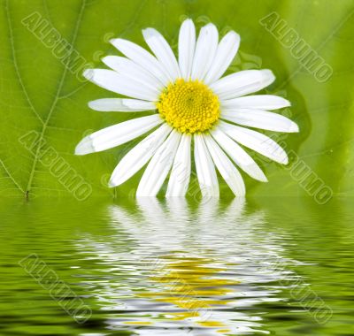 camomile and pond