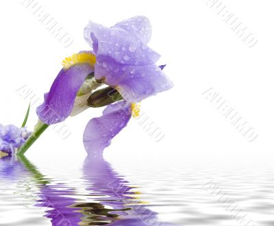 Iris and pond
