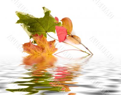 autumn leaves
