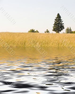 Lonely tree