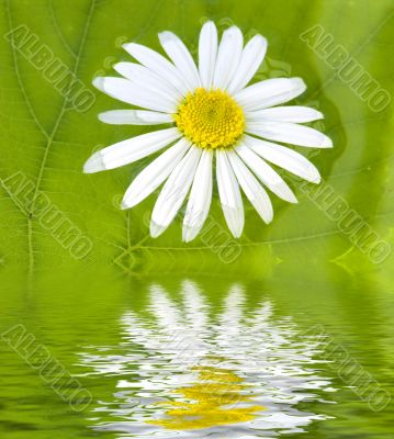 camomile