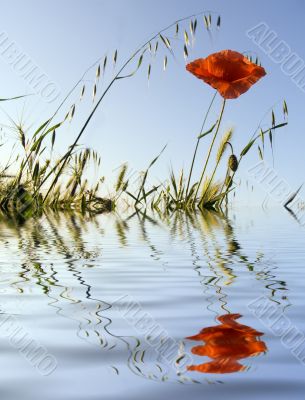 Flower of a poppy
