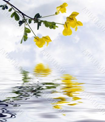 Yellow field flowers