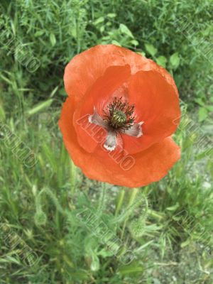 scarlet poppy