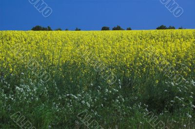yellow rape