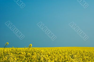yellow rape