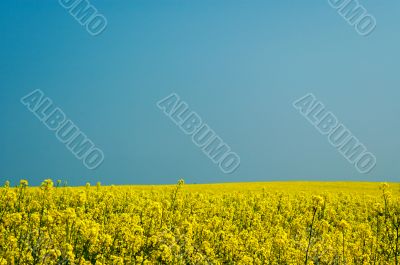 yellow rape