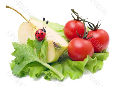Still-life