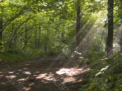 Foggy morning in a wood
