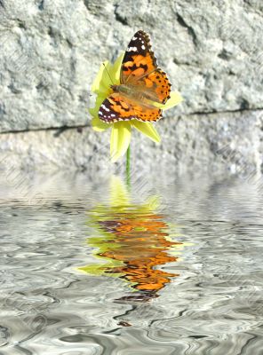 butterfly