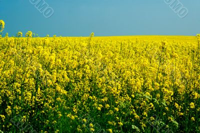 yellow rape