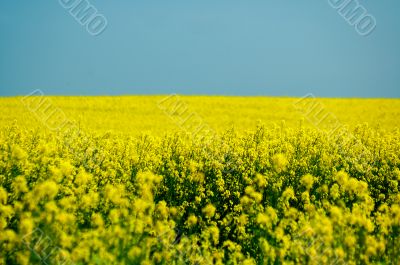 yellow rape