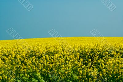 yellow rape