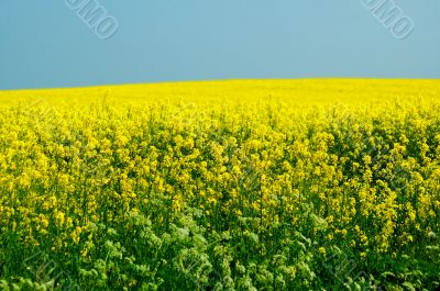 yellow rape