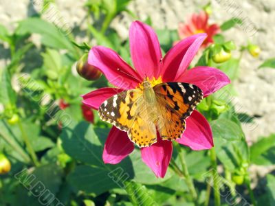 butterfly