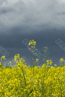 yellow rape
