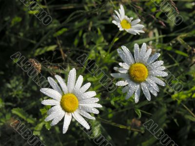 meadow chrysanthemums flowers with morning rew