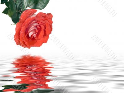 Scarlet rose