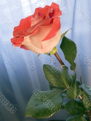 Scarlet rose