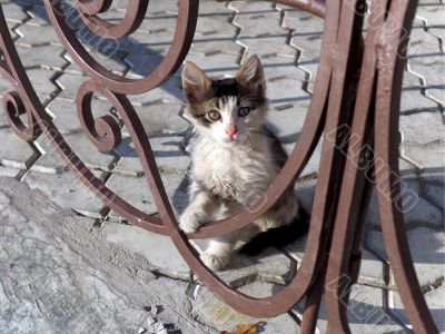 Small kitten