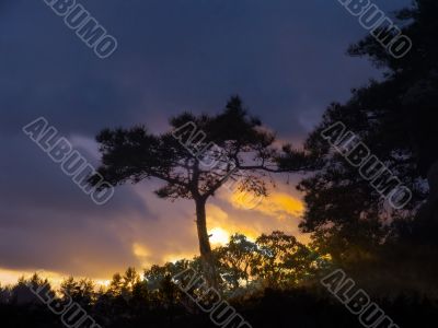 Lonely tree