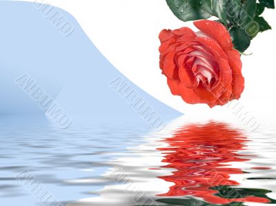 Scarlet rose