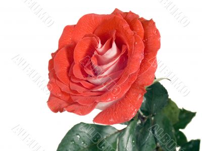 Scarlet rose