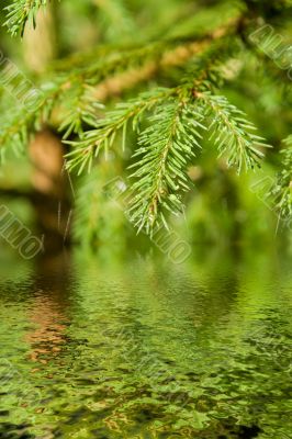Fur-tree branch with drops and a web above water