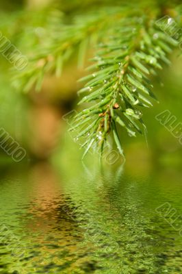 Fur-tree branch with drops and a web above water