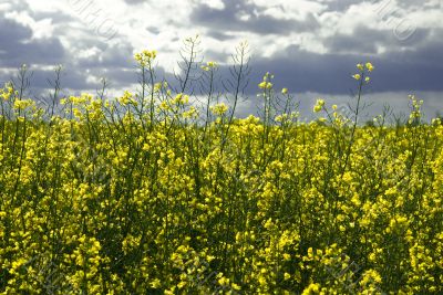 yellow rape