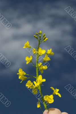 yellow rape