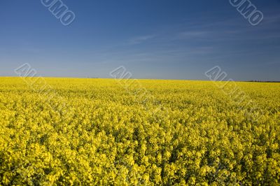 yellow rape