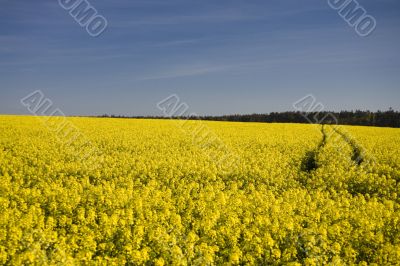 yellow rape