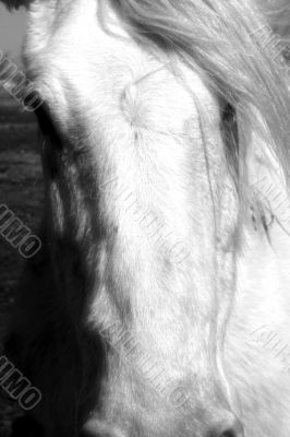 Horse photo