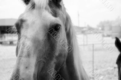 Beautiful Horse