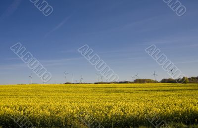yellow rape