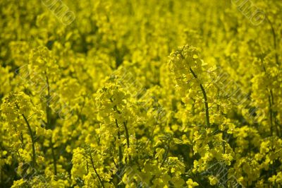 yellow rape